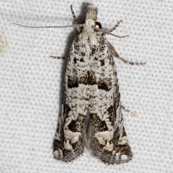 3154 Pelochrista popana BG Colorado National Monument 6-17-17