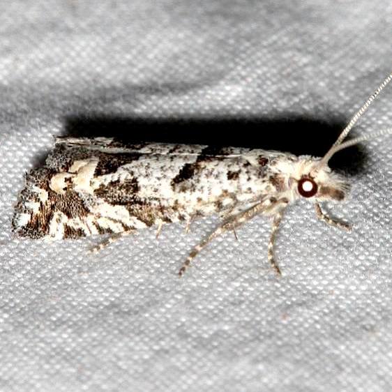 3154-Pelochrista-popana-BG-Colorado-National-Monument-6-17-17-24_opt