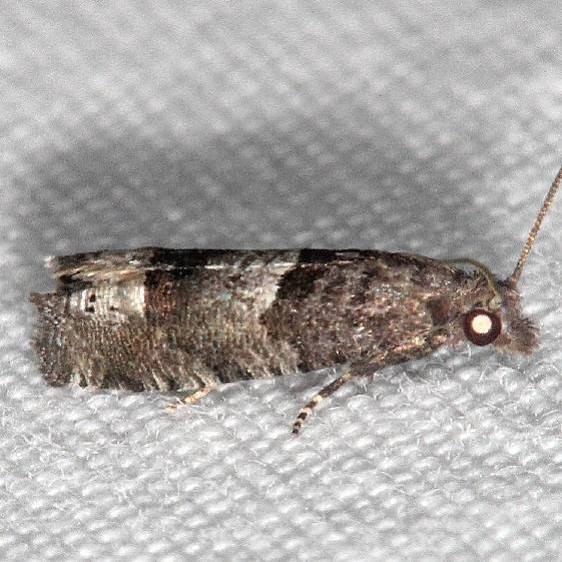 3168 Pelochrista zomonana yard 9-4-19