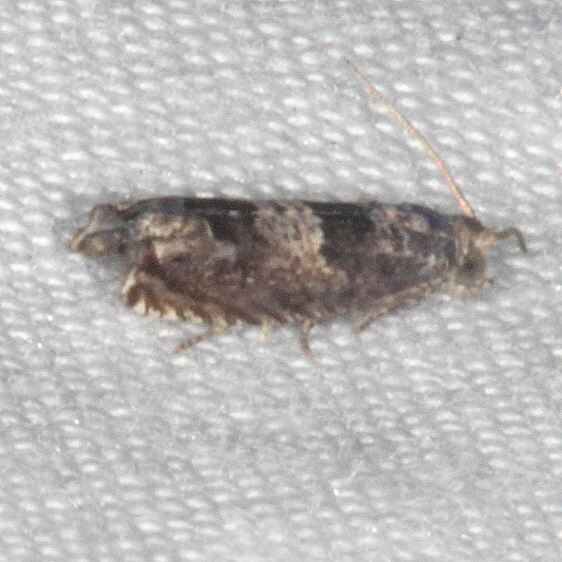 3168.1-Pelochrista-olivacea-BG-Mothapalooza-Arc-of-Appalachia-7-16-21-2