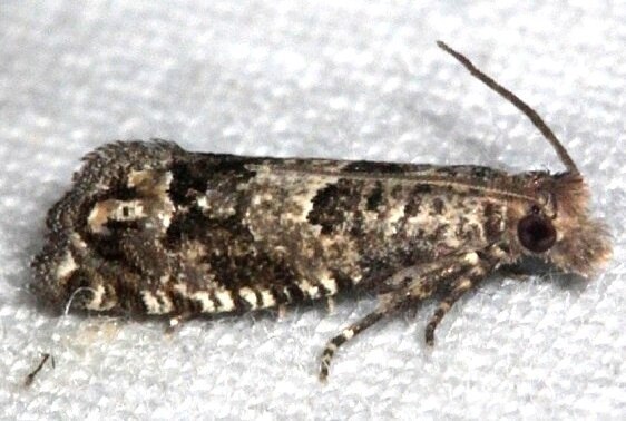 3169-Pelochrista-womonana-BG-Silver-springs-Cypress-Glenn-Fl-3-18-15