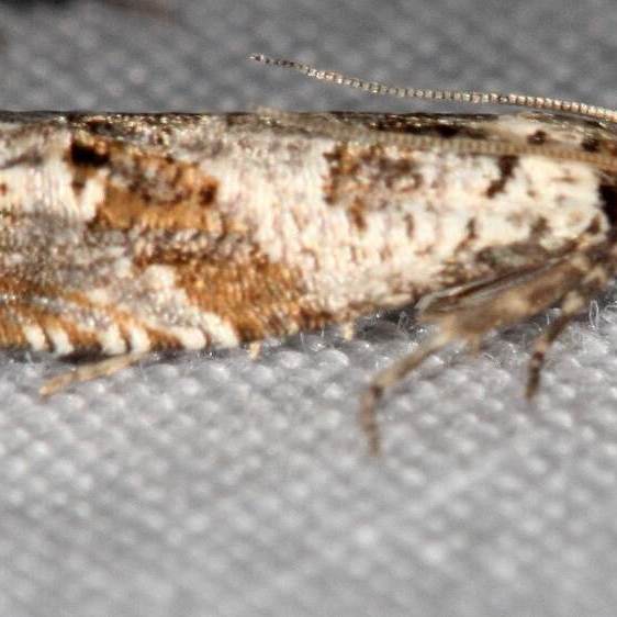 3170.2 Pelochrista milleri BG yard 7-23-21-1