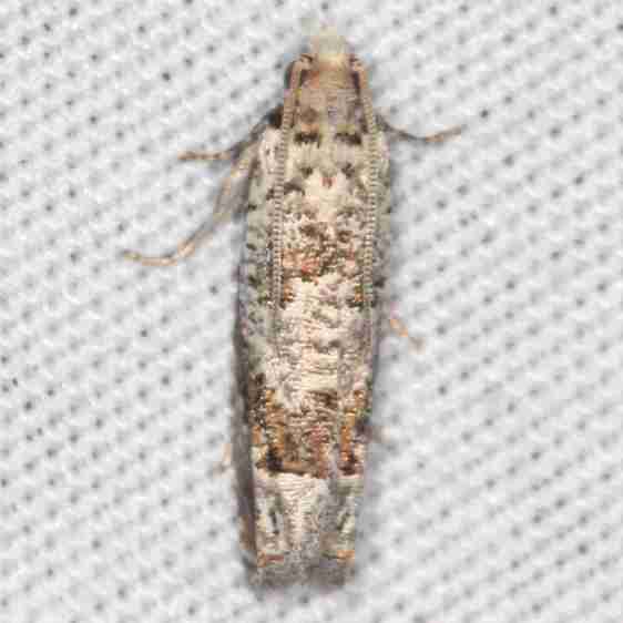 3170.2-Pelochrista-milleri-BG-yard-7-23-21-2