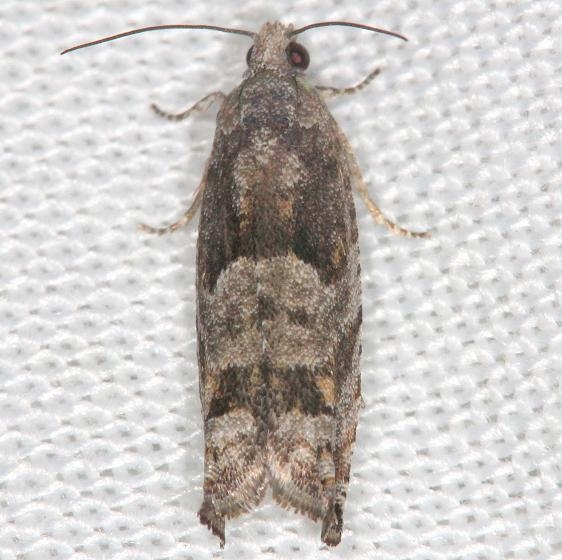 3171 Epiblema boxcana yard 4-7-13