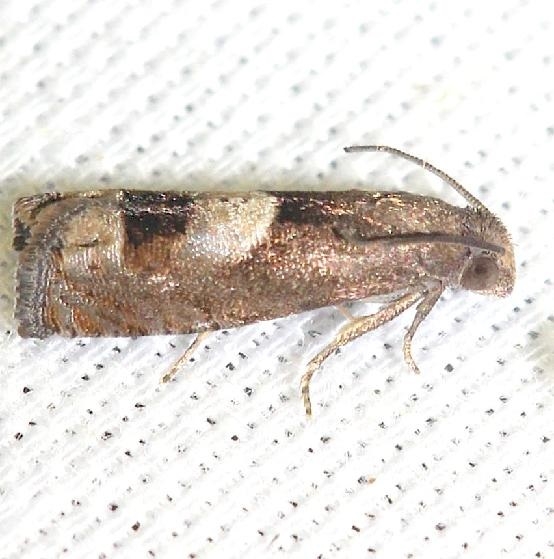 3171 Epiblema boxcana yard 5-30-12