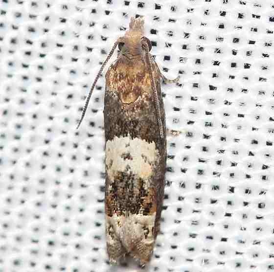 3171 Epiblema boxcana yard 8-31-12