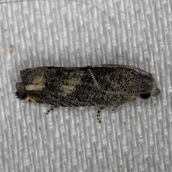 3172 Ragweed Borer Moth NABA Gardens Mission Texas 11-4-13