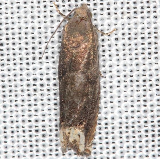 3172 Ragweed Borer Moth yard 6-2-13