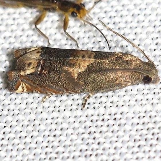 3172 Ragweed Borer Moth yard 6-19-12