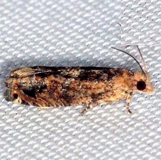 3173 Abrupt Epiblema Lucky Hammock Everglades 2-22-14