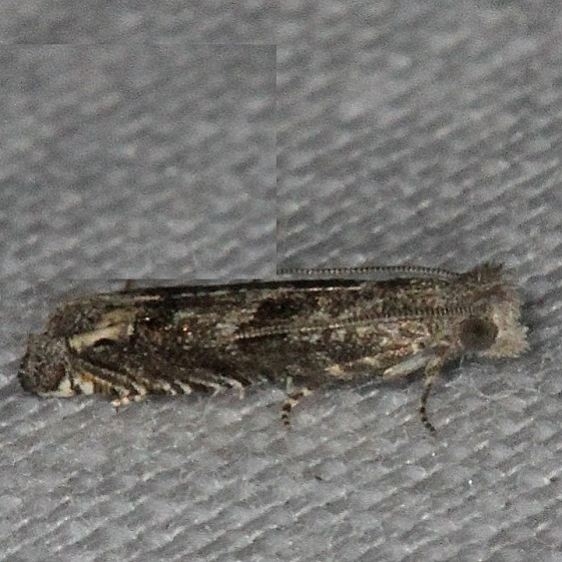 3173 Abrupt Epiblema Lucky Hammock Everglades Nat'l Pk 2-23-14