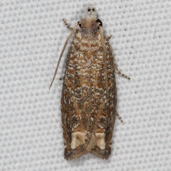 3173 Abrupt Epiblema Moth BG Campsite 119 Falcon St Pk Texas 10-23-16 (34)_opt