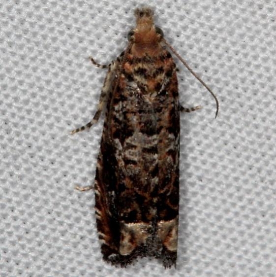 3173 Abrupt Epiblema Moth Oscar Scherer St Pk Fl 2-27-17_opt