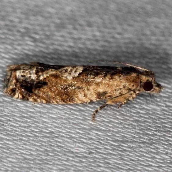 3173.97 Unidentified Epiblema Moth 3073 closest Hidden Lake Everglades Nat'l Pk 2-18-14