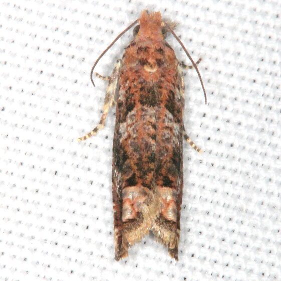 3173.99 New species nr Epiblema-abruptana-BG-Bear-Issland-Big Cypress Preserve Fl 3-5-22