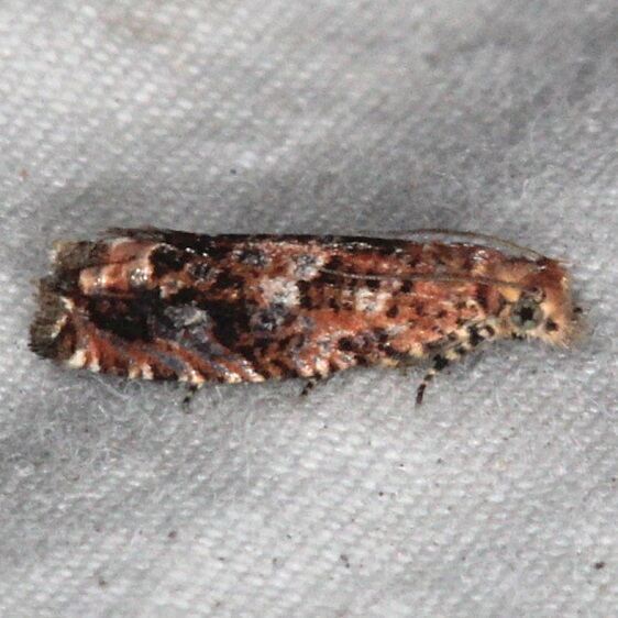 3173.99 Undescribed Epiblema-Oscar Scherer St Pk Fl 3-13-15