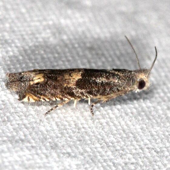 3174 Epiblema numerosana-BG-Bear-Island-Big-Cypress Preserve Fl 3-4-22