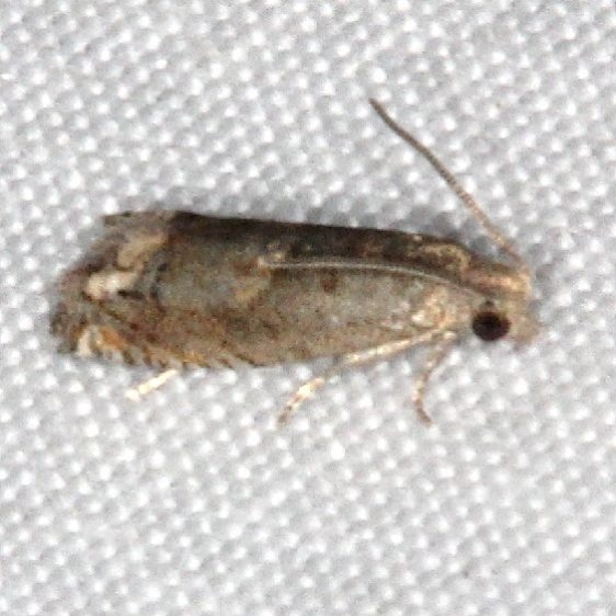 3174.1 Epiblema luctuosissima tentative General Butler St Pk Ky 4-20-17_opt