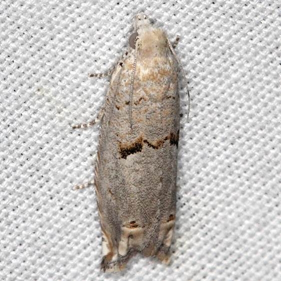 3175 Epiblema grossbecki Big Lagoon St Pk Fl 9-14-18 (29)_opt