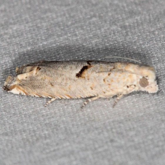 3175 Epiblema grossbecki Big Lagoon St Pk Fl 9-14-18 (30)_opt