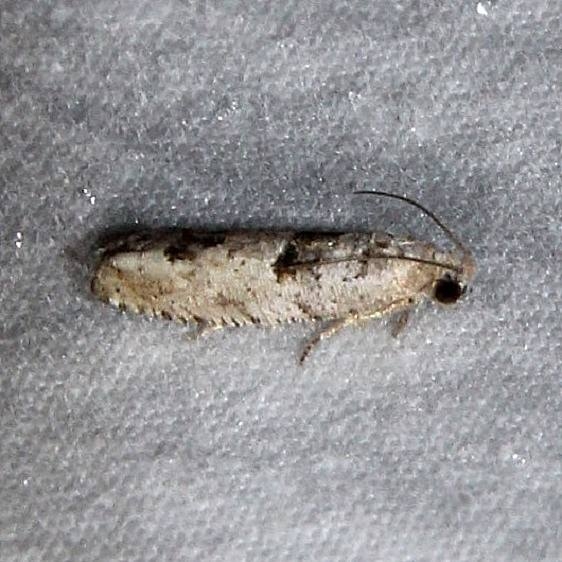 3175 Epiblema grossbecki Osceola Natl Forest Ocean Pond Fl 3-24-15