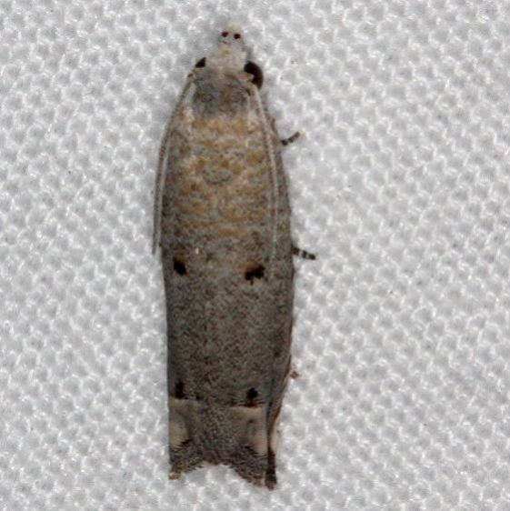 3177 Epiblema separationis NABA Gardens Texas 11-2-16 (1)_opt