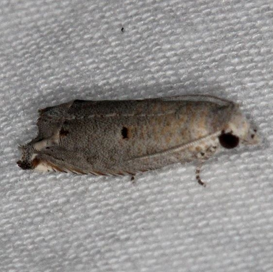 3177 Epiblema separationis NABA Gardens Texas 11-2-16_opt
