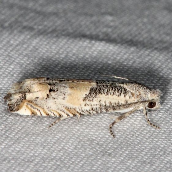 3180 Epiblema sosana Fool Hollow St Pk Ariz 5-24-17 (44)_opt