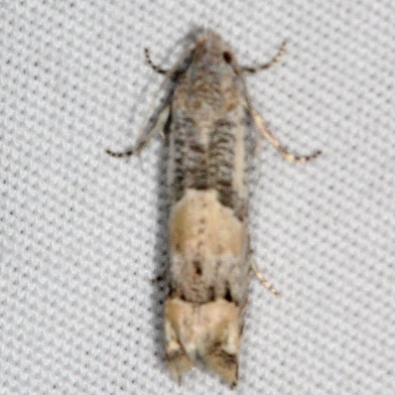 3180 Epiblema sosana Fool Hollow St Pk Ariz 5-24-17 (45)_opt