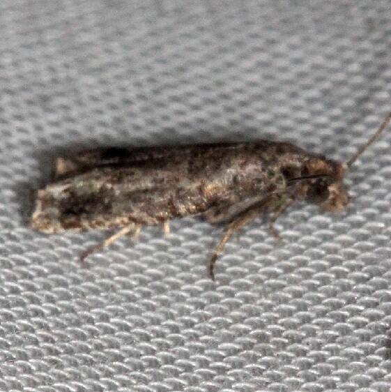 3183 Epiblema exacerbatricana-worn-Lucky-Hammock Everglades Fl 2-22-14
