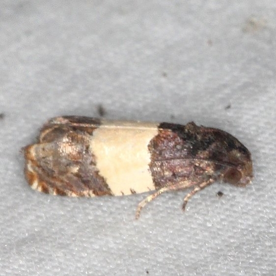 3184 Epiblema tripartitana yard 7-3-18 (5)_opt