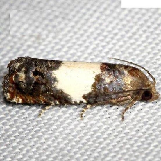 3184 Epiblemma tripartitana Kissimmee Prairie St Pk Fla 3-17-13