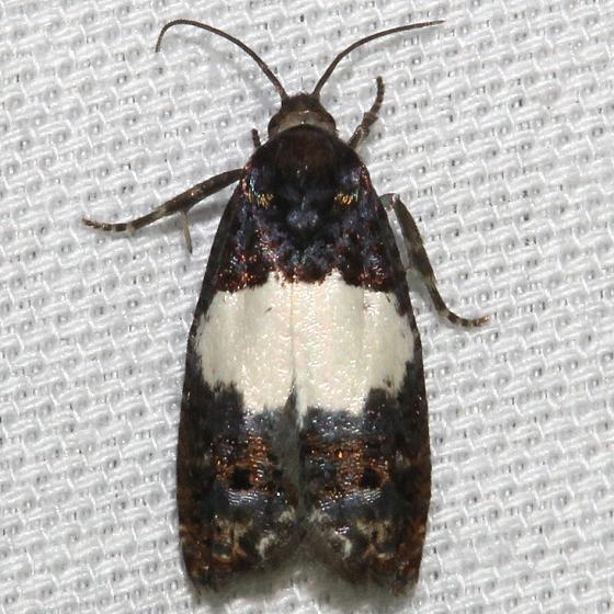 3184 Epiblemma tripartitana Kissimmee Prairie St Pk 3-17-13