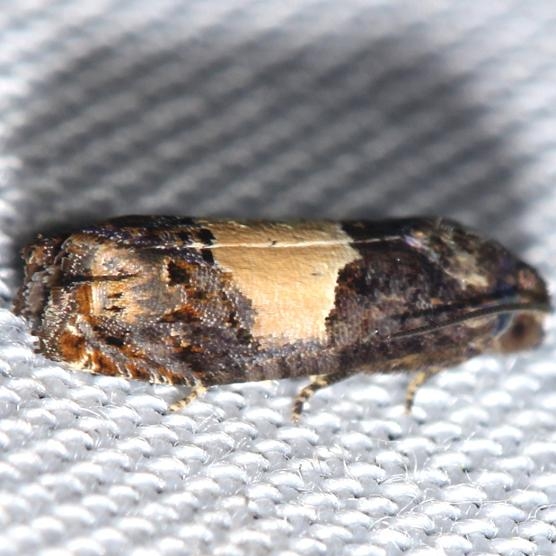 3184.1 Epiblema glenni yard 7-22-12