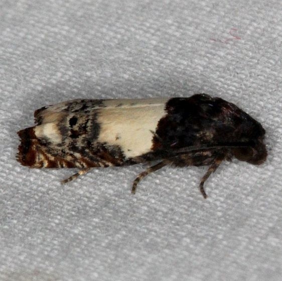 3185 Epiblema benignatum Oscar Scherer St Pk Fl 3-12-15