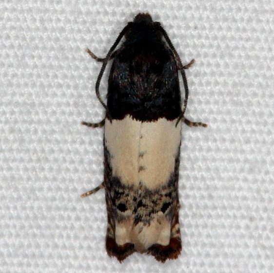 3185 Epiblema benignatum Oscar Scherer St Pk 3-12-15