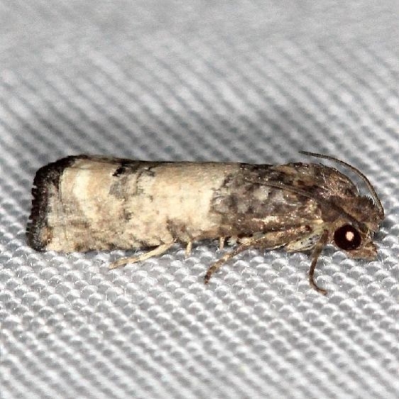 3186 Goldenrod Gall Moth yard 5-27-13