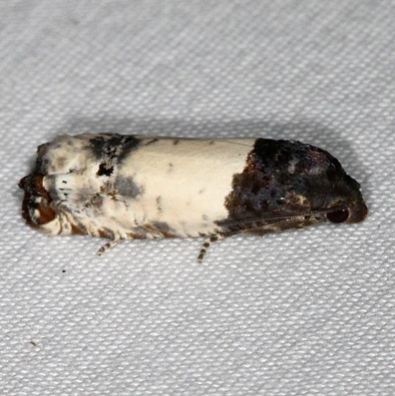 3186 Goldenrod Gall Moth yard 6-30-16