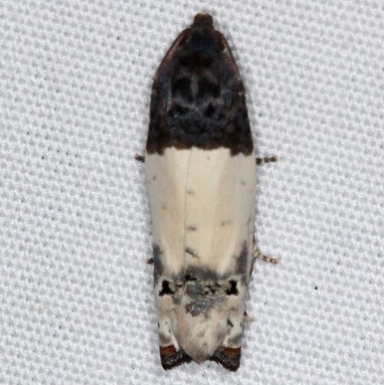 3186 Goldenrod Gall Moth yard 6-30-16 (6a)_opt