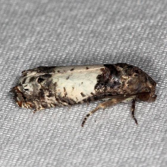 3186 Goldenrod Gall Moth yard 7-21-14