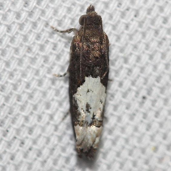 3186 Goldenrod Gall Moth yard 8-22-12