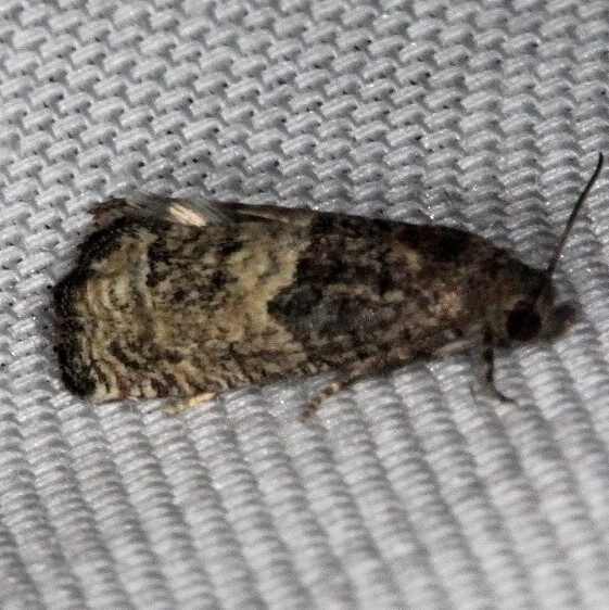 3188 Epiblema Species group-Epiblema-discretivana-BG-Lucky-Hammock Everglades 2-22-14