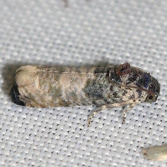 3188 Epiblema Species group yard 6-10-12