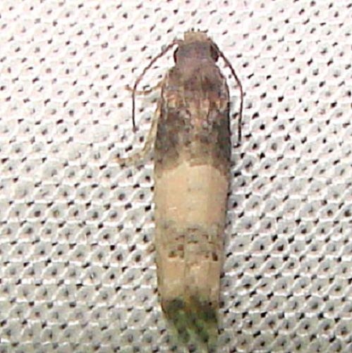 3188 Epiblema Species Group Kissimmee Prairie St Pk Fla 3-12-12