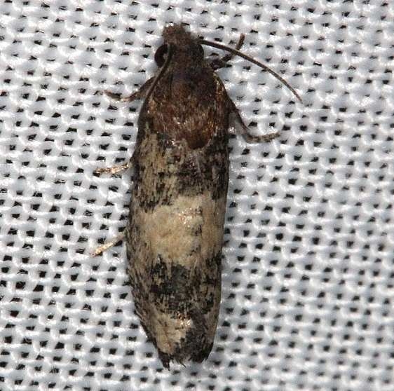 3188 Epiblemma Species Group Lucky Hammock Everglades Nat'l Pk 2-23-14