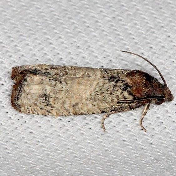 3188 Epiblemma Species Group Lucky Hammock Everglades 2-23-14