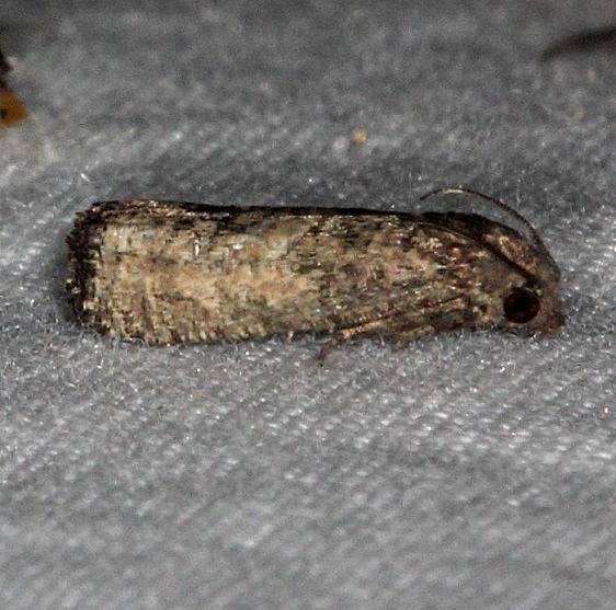 3188 Epiblemma Species Group Lucky Hammock near Everglades 2-27-15