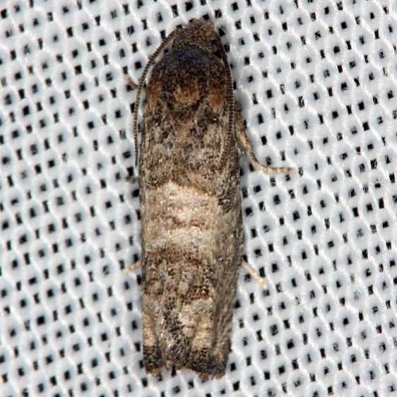 3189 Epiblema obfuscana Hidden Lake Everglades Nat'l Pk 2-18-14