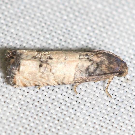 3189 Epiblema obfuscana yard 6-17-12