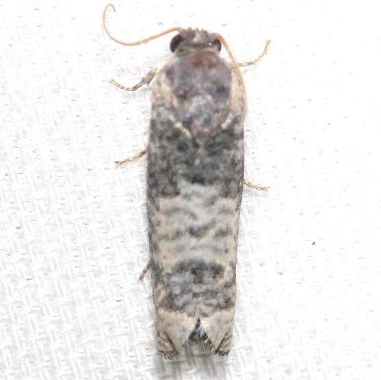 3189 Epiblema obfuscana yard 5-28-12